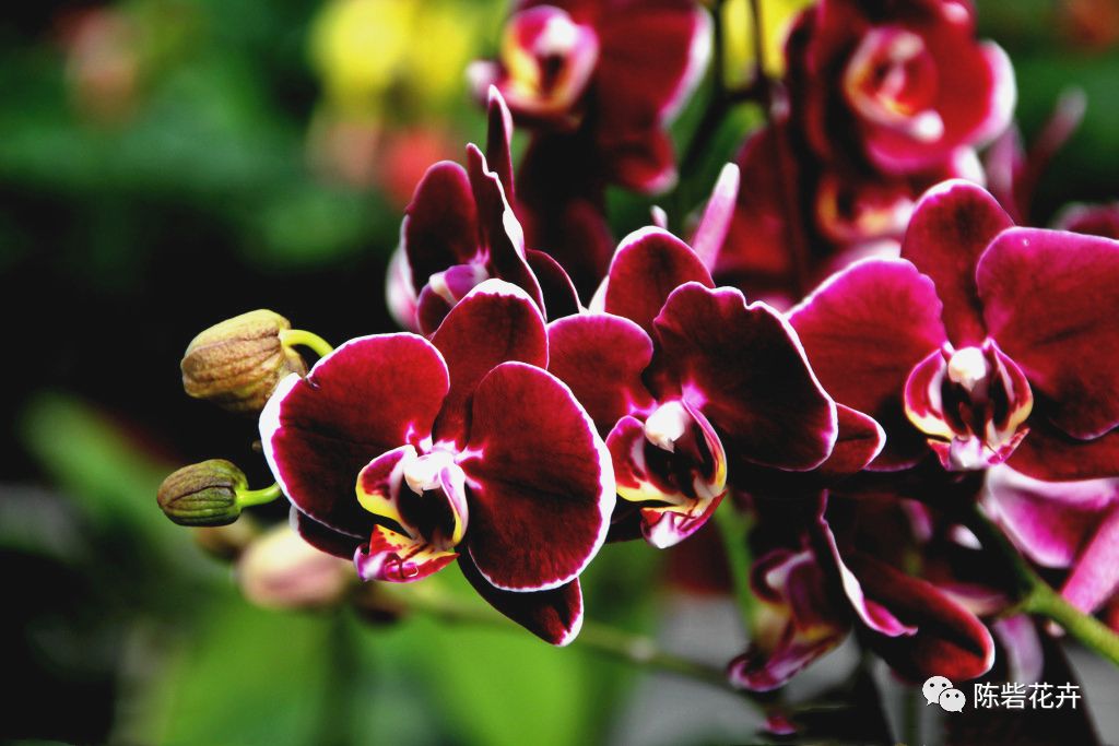 年宵花系列——蝴蝶兰