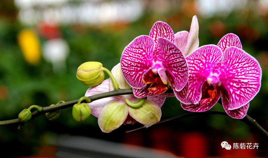 年宵花系列——蝴蝶兰