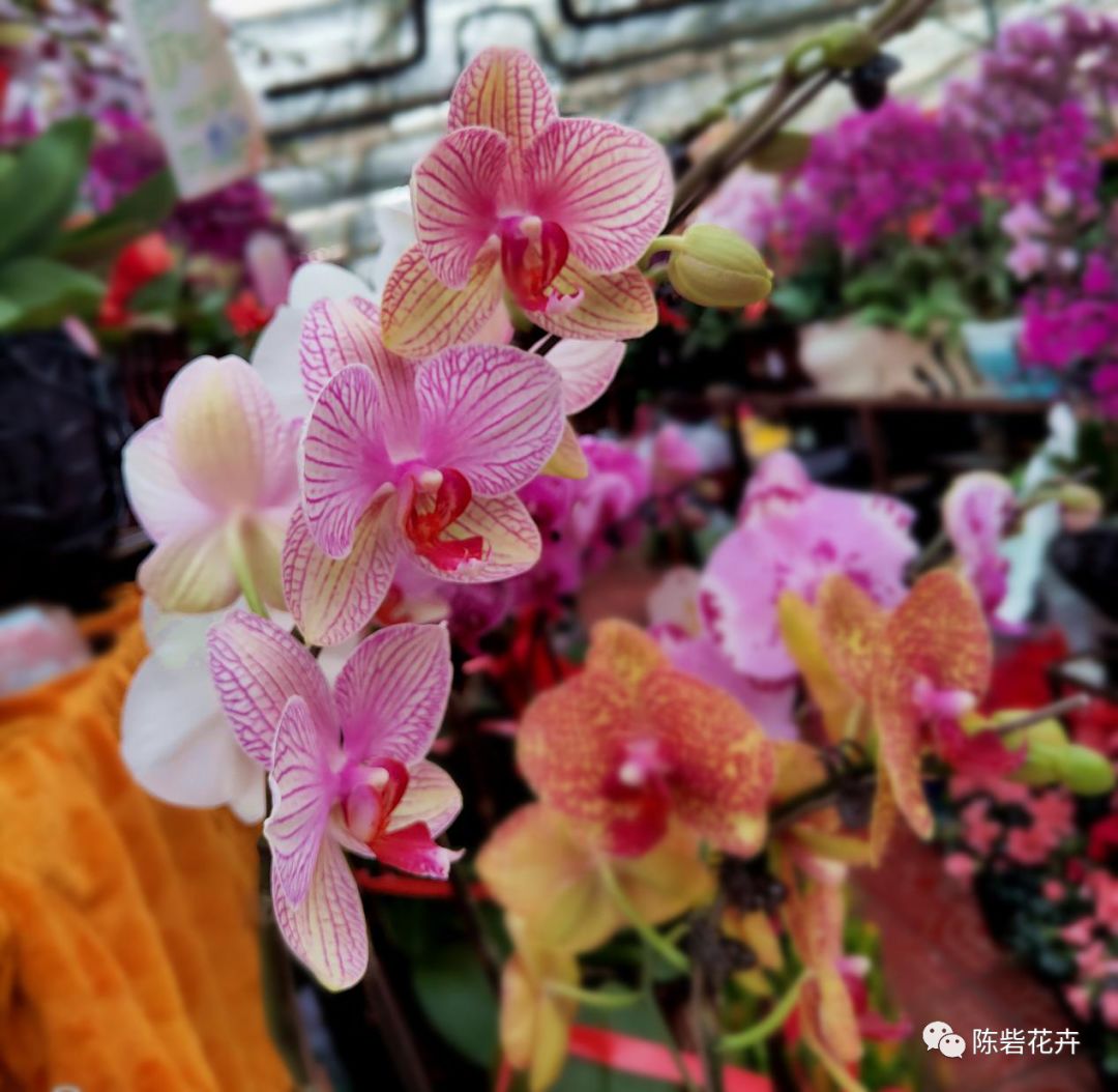 年宵花系列——蝴蝶兰