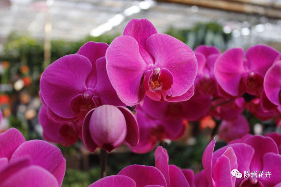 年宵花系列——蝴蝶兰