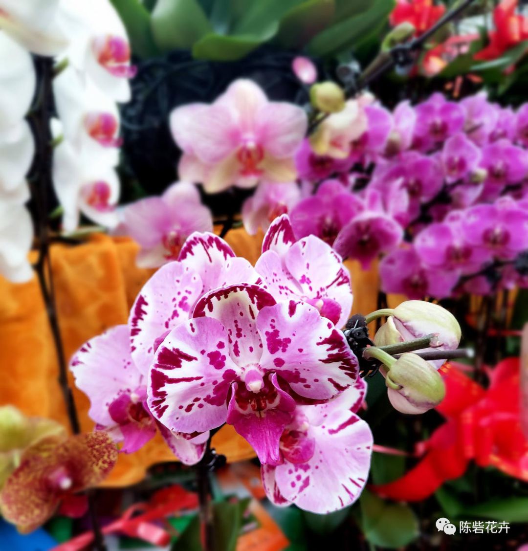 年宵花系列——蝴蝶兰