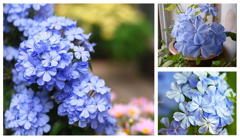 蓝雪花--淡雅幽蓝，清凉整个夏天