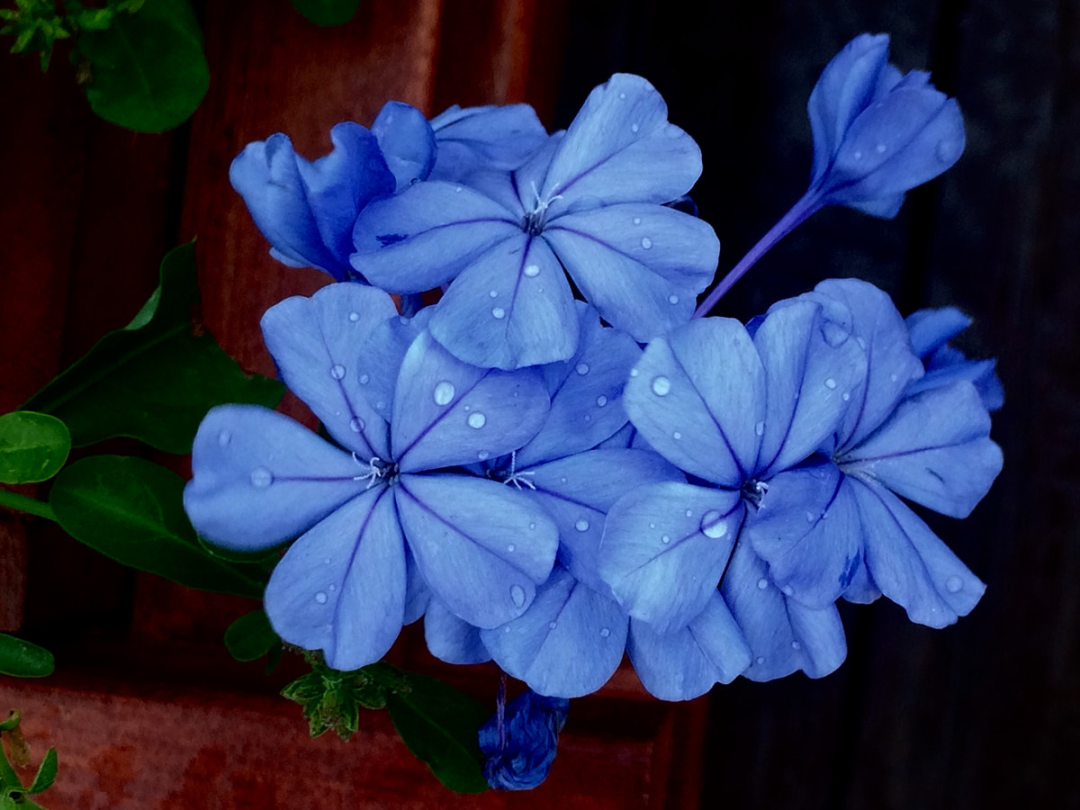 蓝雪花--淡雅幽蓝，清凉整个夏天