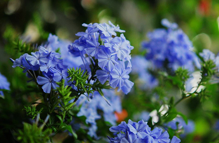 蓝雪花--淡雅幽蓝，清凉整个夏天