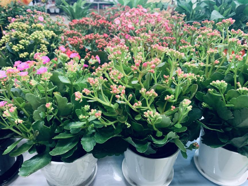 【大學(xué)路店】--我們這5年--陳砦花卉鄭汴路店5周年店慶