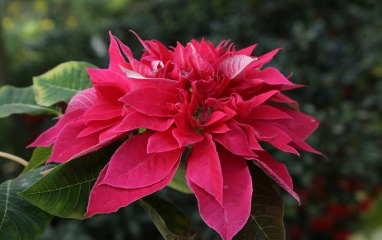 红红火火2020--火红花卉推荐