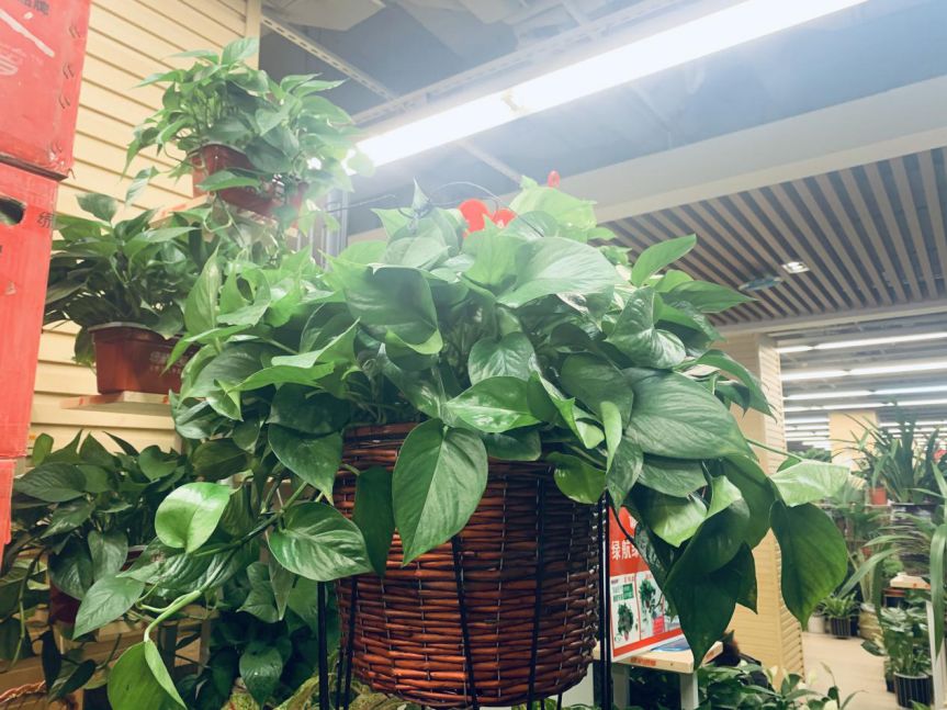 【大學(xué)路店】--我們這5年--陳砦花卉鄭汴路店5周年店慶