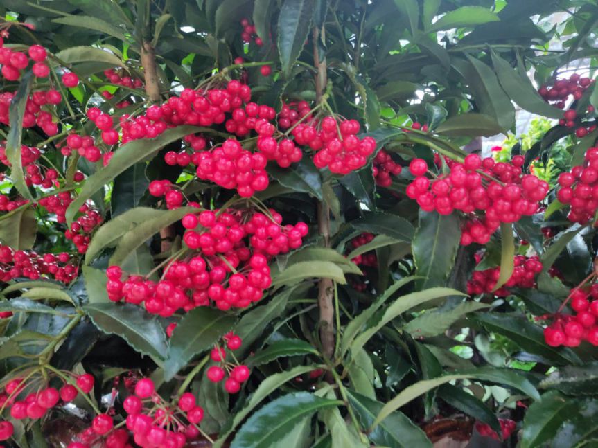 红红火火2020--火红花卉推荐