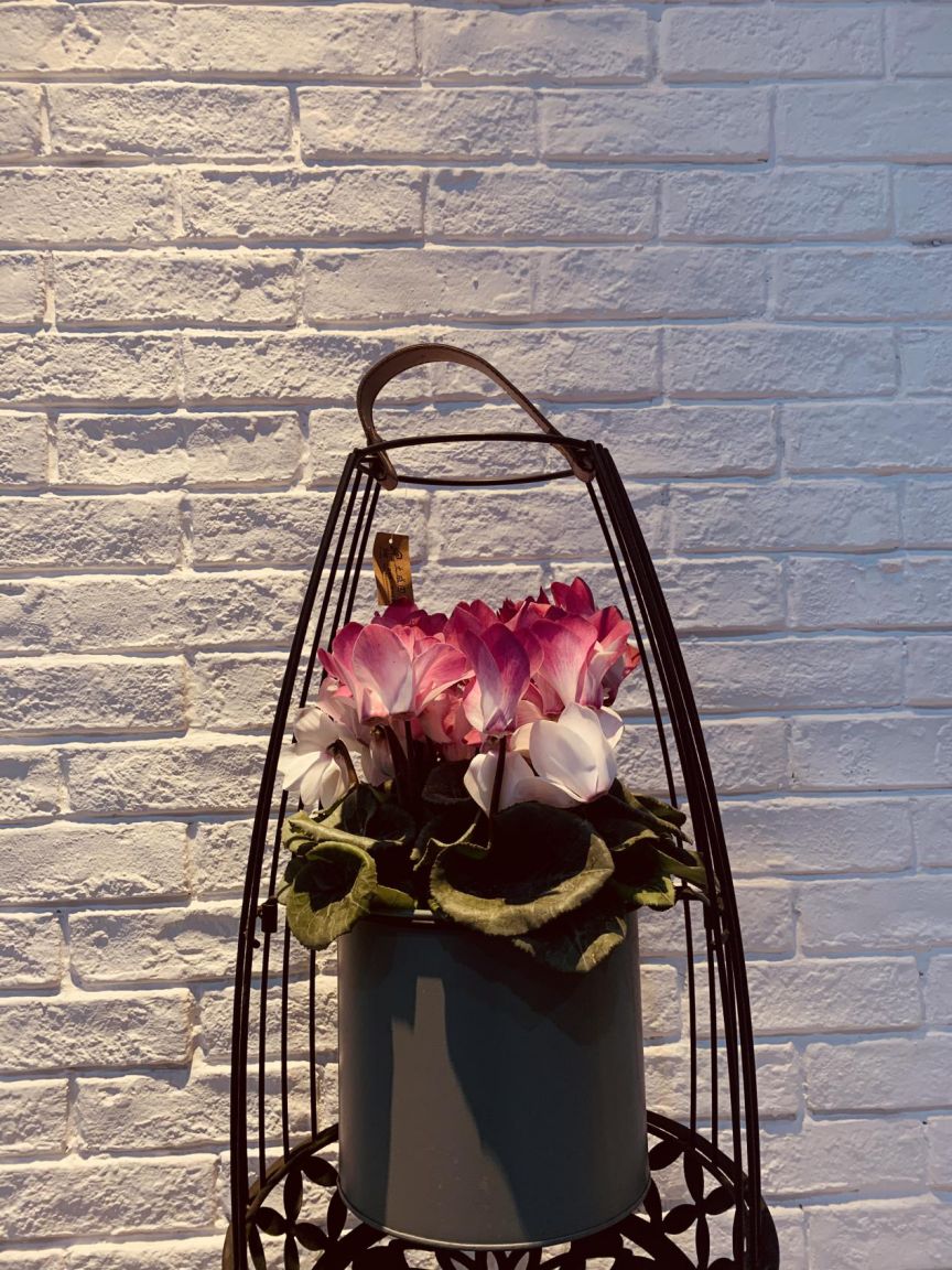 【大學(xué)路店】--我們這5年--陳砦花卉鄭汴路店5周年店慶