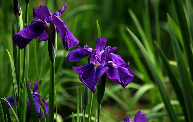 端午节花草那些事儿