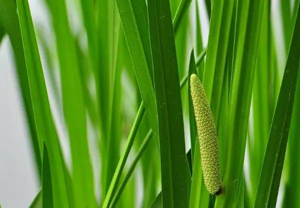 端午节花草那些事儿