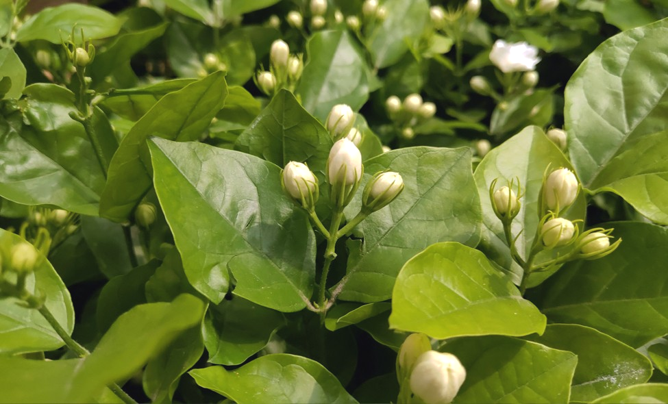 争艳四月里的美丽纯白