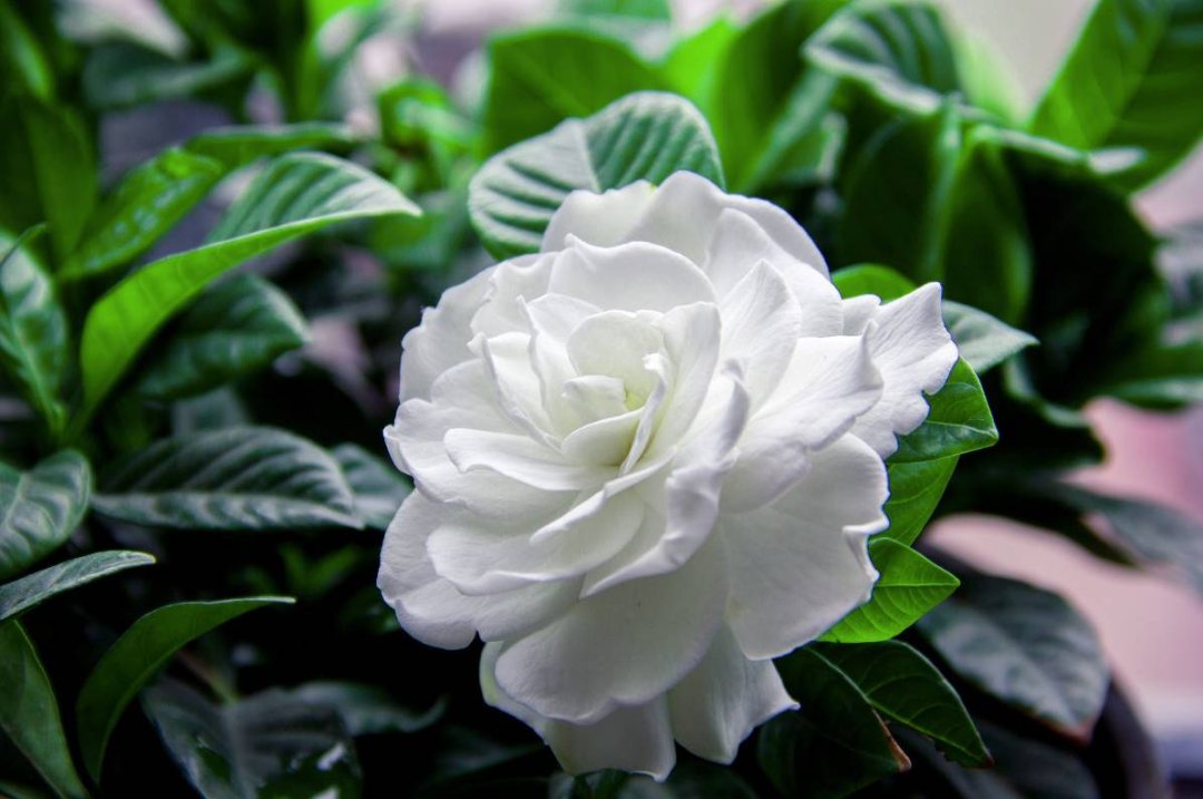 争艳四月里的美丽纯白