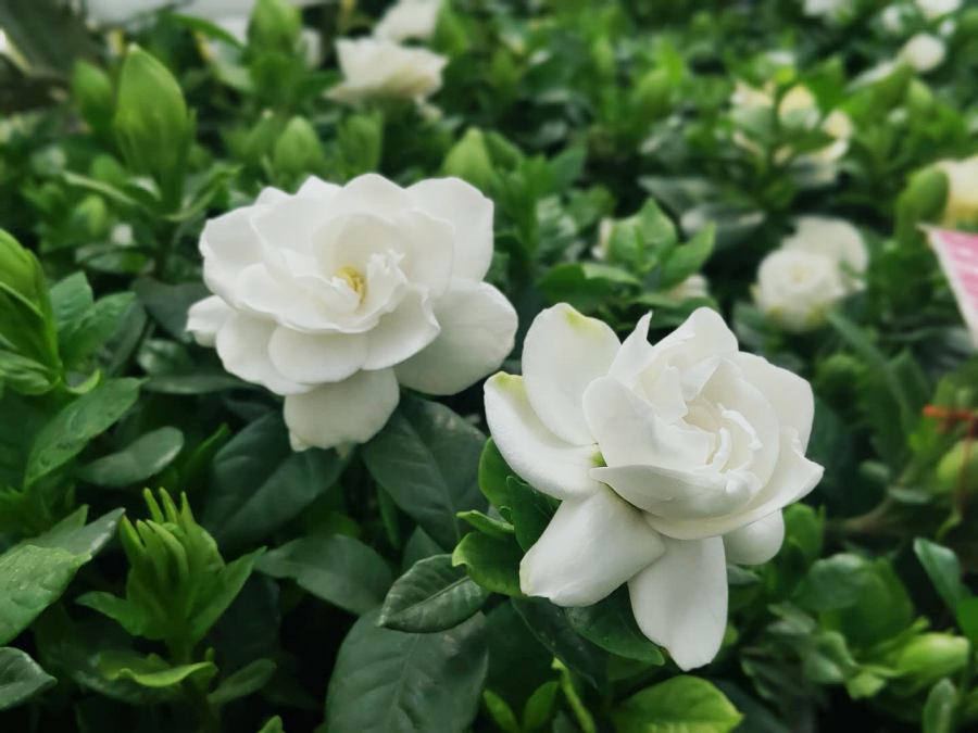 梔子花開，如此可愛