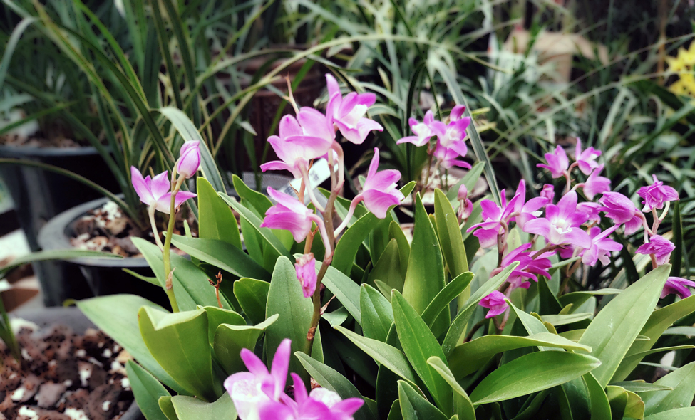 父亲节之花--石斛兰