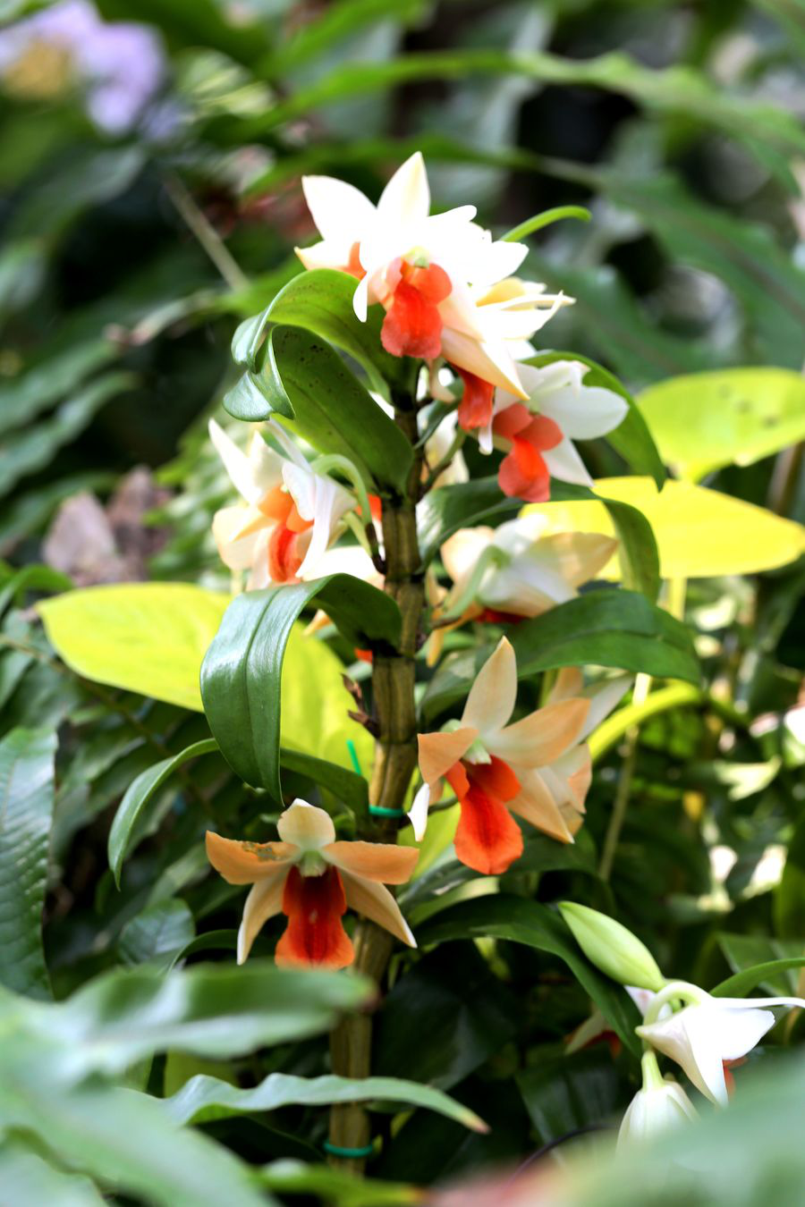 父亲节之花--石斛兰