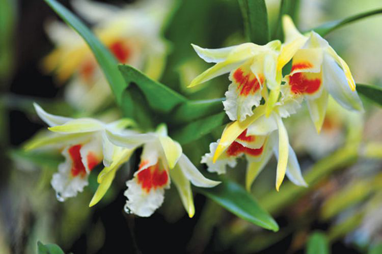 父亲节之花--石斛兰