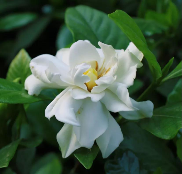 梔子花開，如此可愛