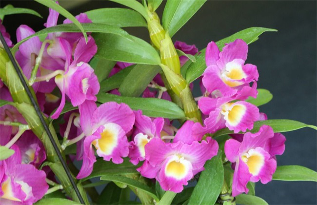 父亲节之花--石斛兰