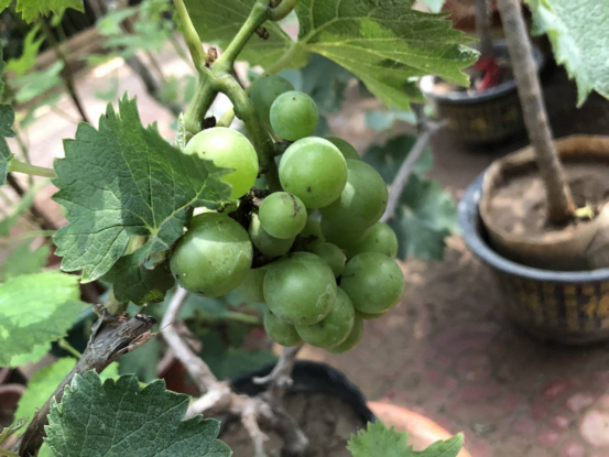 盛夏果实慢慢长大