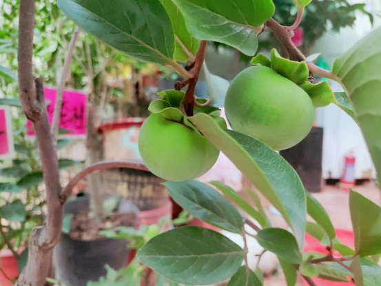 盛夏果实慢慢长大