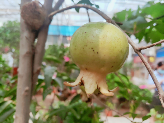 盛夏果实慢慢长大