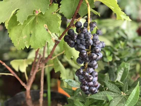 盛夏果实慢慢长大