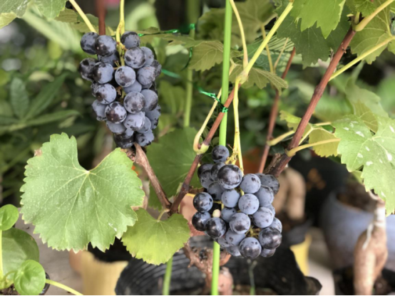 盛夏果实慢慢长大