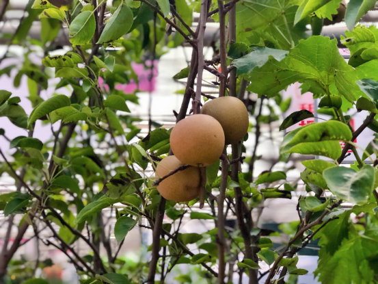 盛夏果实慢慢长大