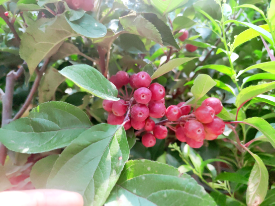 盛夏果实慢慢长大