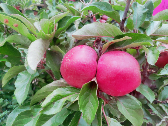 盛夏果实慢慢长大