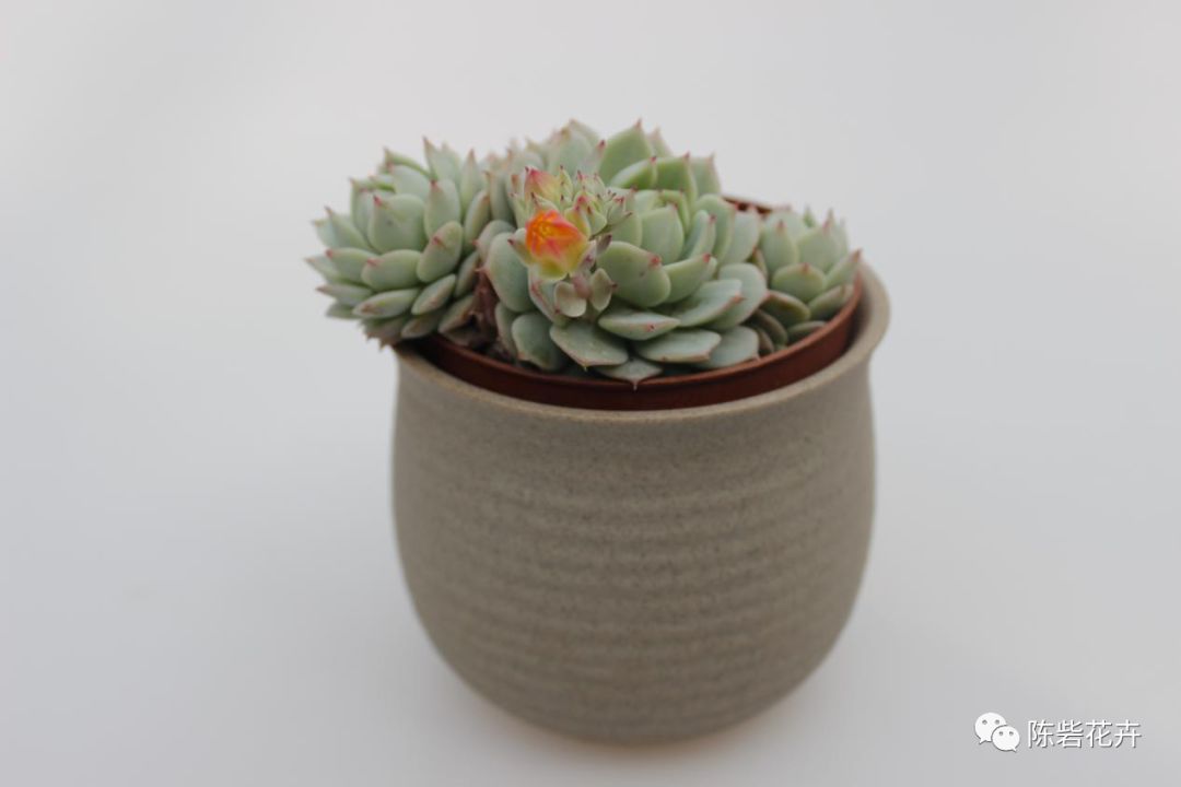 抬眸是你，低眸是你，余生也是你——多肉