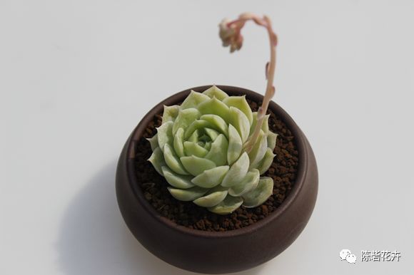 抬眸是你，低眸是你，余生也是你——多肉