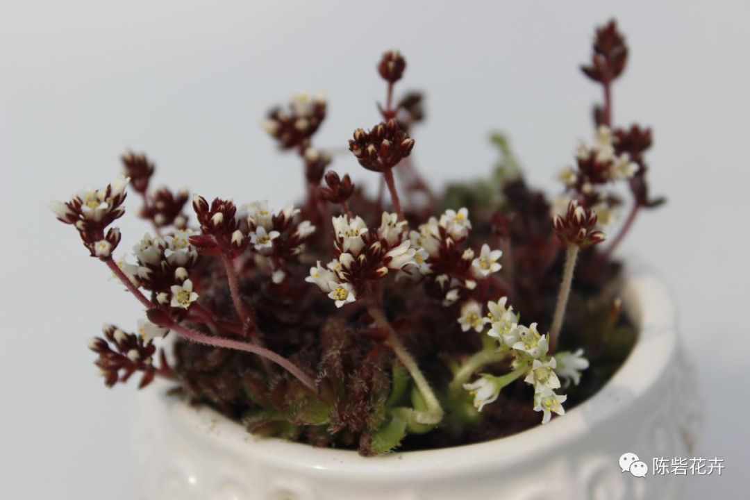 抬眸是你，低眸是你，余生也是你——多肉