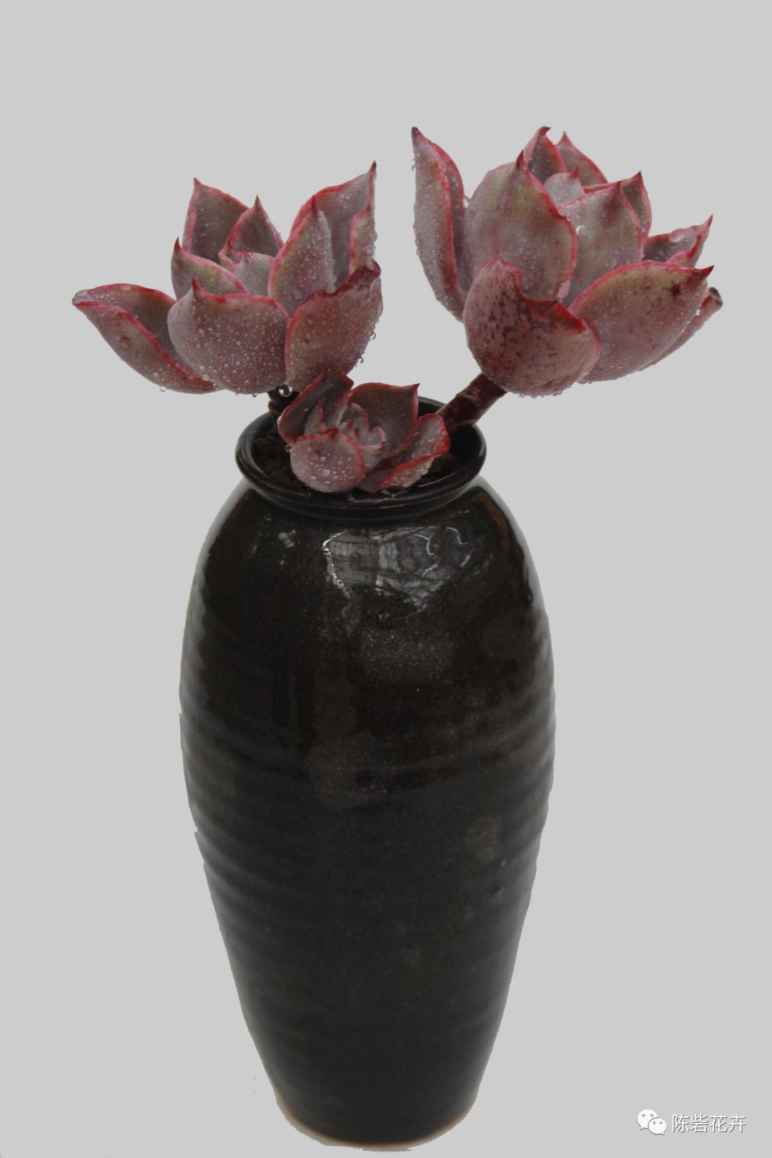 抬眸是你，低眸是你，余生也是你——多肉