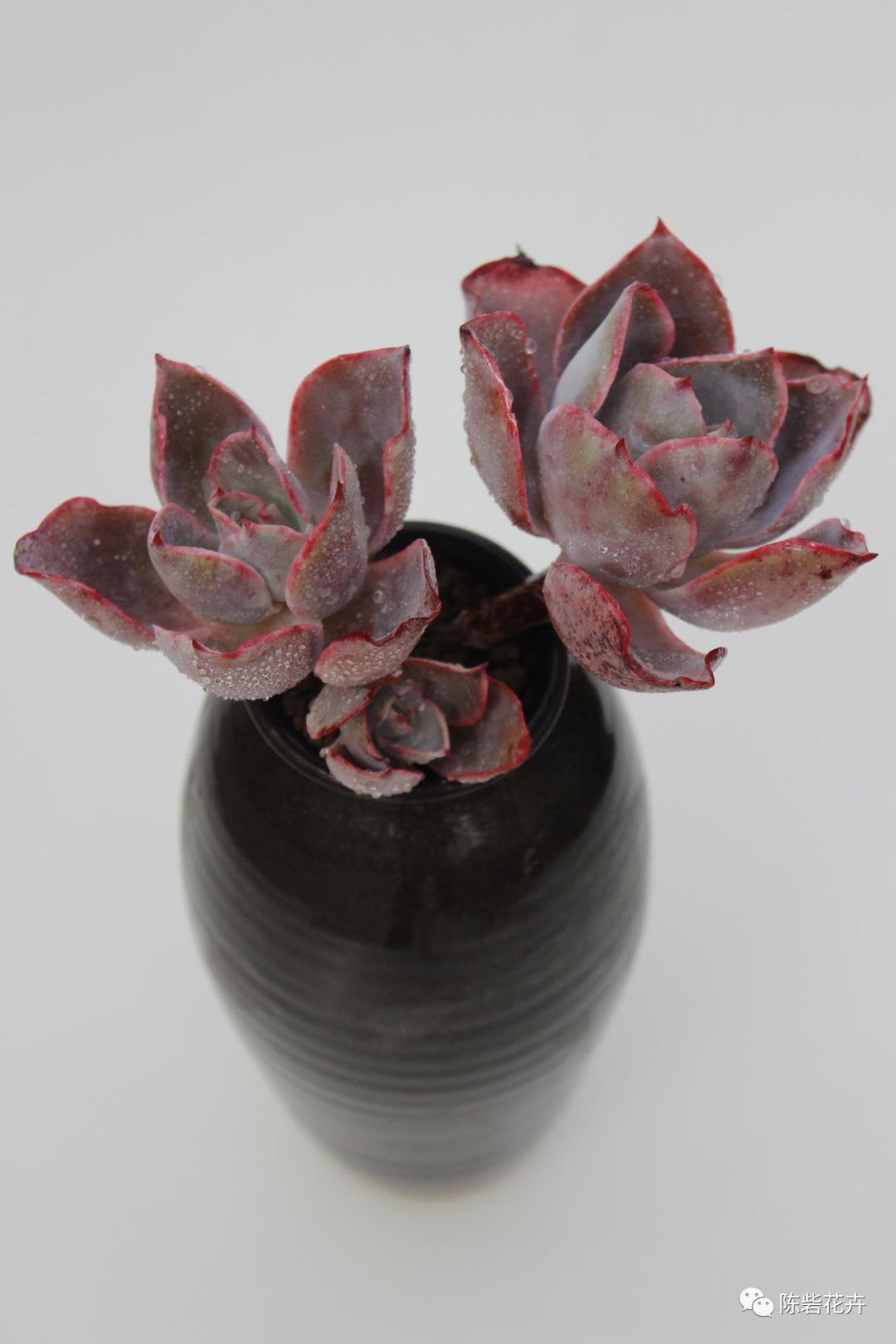 抬眸是你，低眸是你，余生也是你——多肉