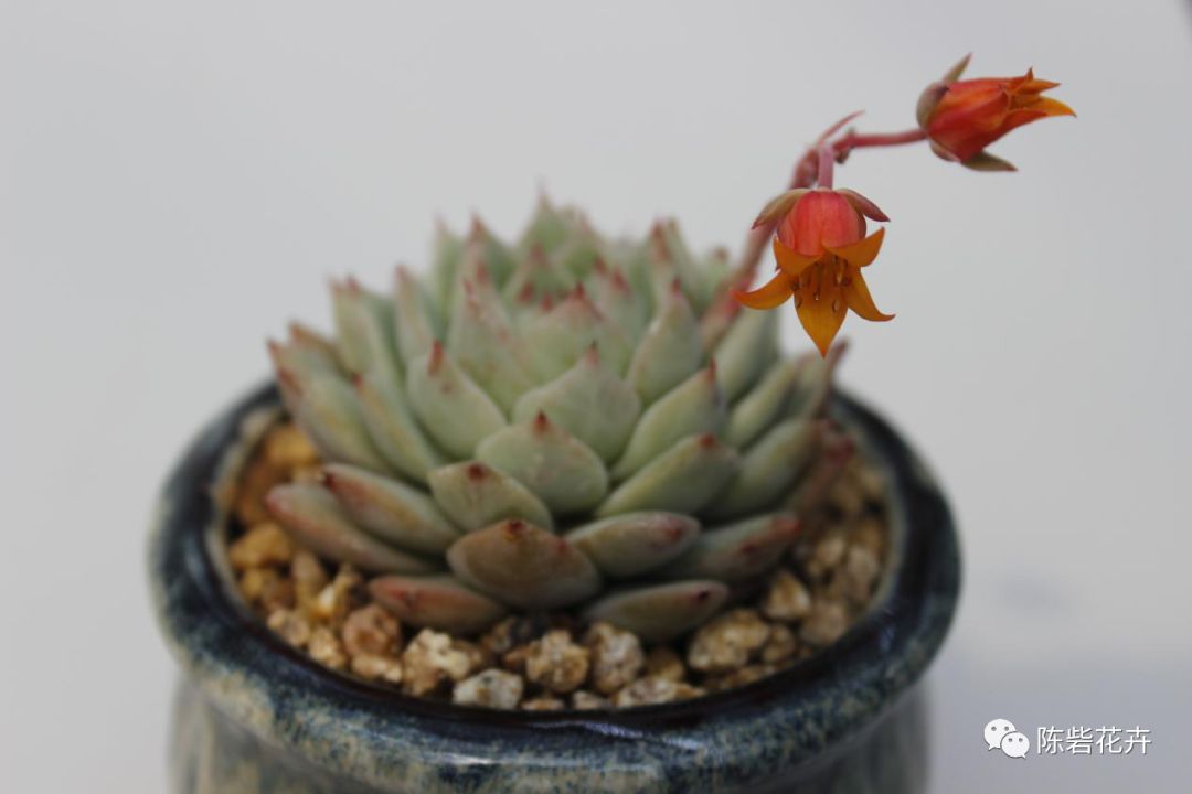 抬眸是你，低眸是你，余生也是你——多肉