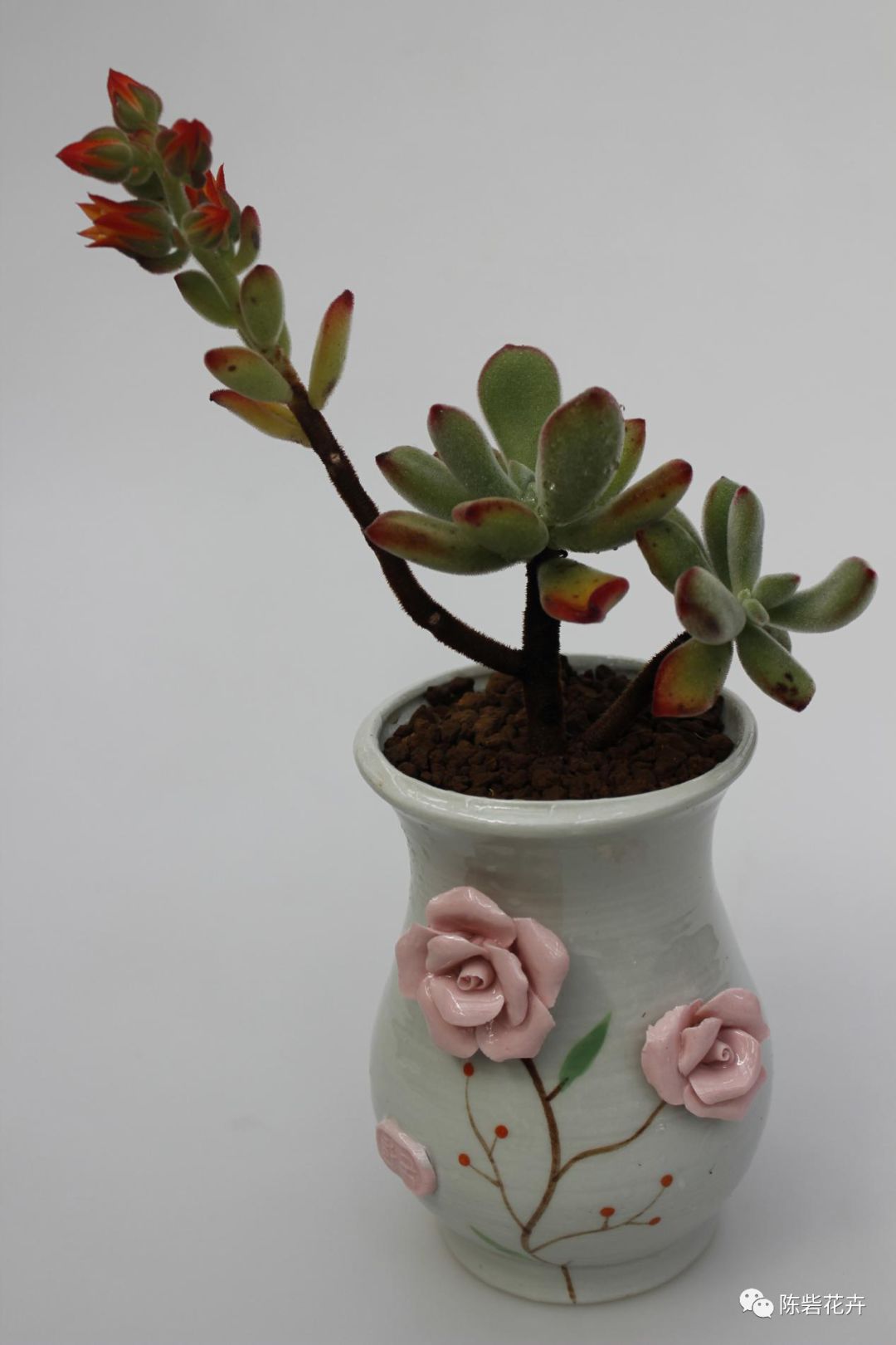 抬眸是你，低眸是你，余生也是你——多肉