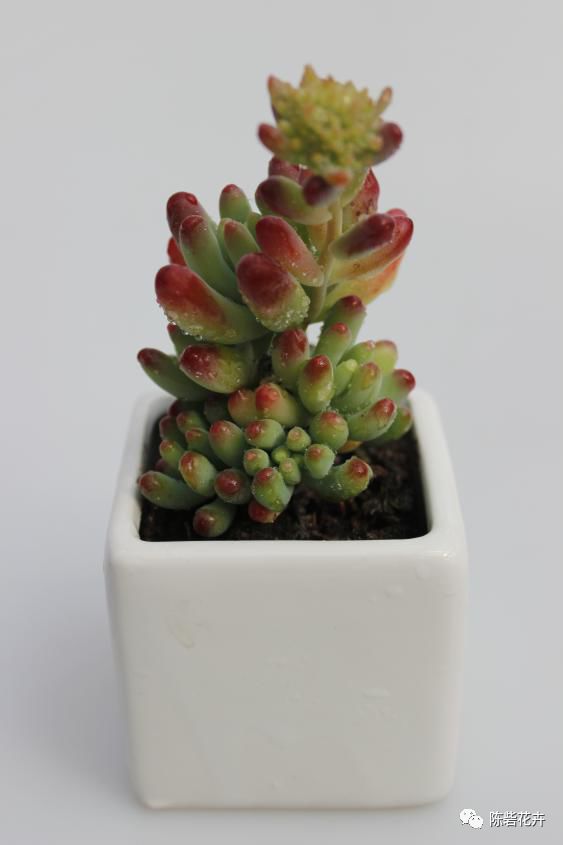 抬眸是你，低眸是你，余生也是你——多肉