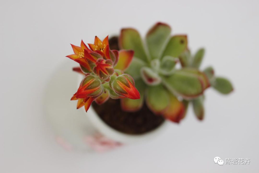 抬眸是你，低眸是你，余生也是你——多肉