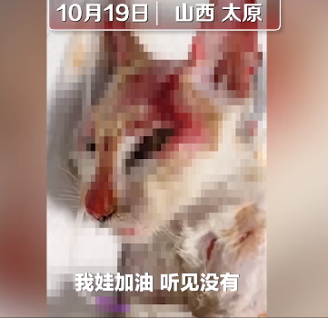 被开水烫死的母猫 和我们无关 当时我就震惊了 二十次幂