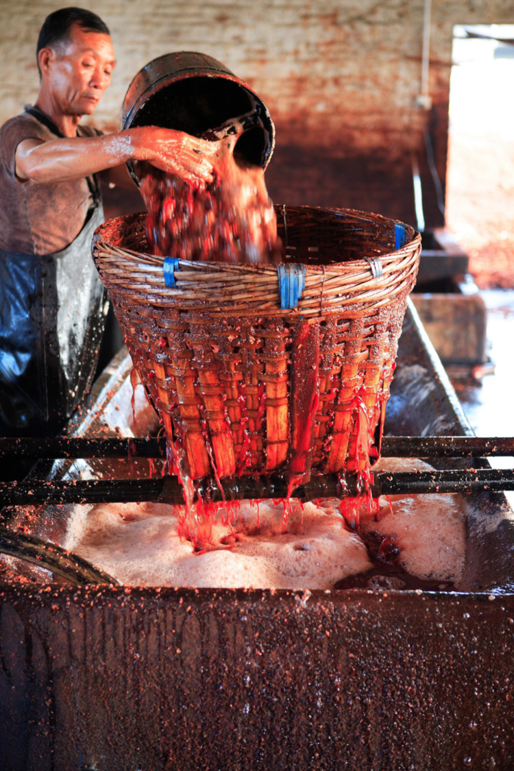 云纱故里③一只薯莨的使命拥抱阳光亲吻河泥