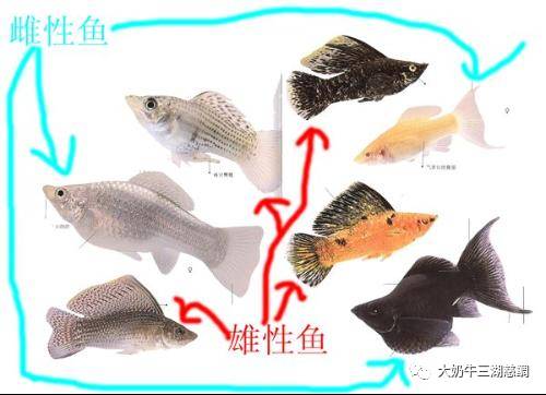 曼龙鱼怎么分公母图解图片