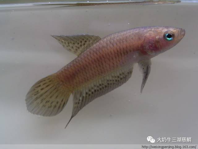 十九.恐龙鱼分辨公母方法