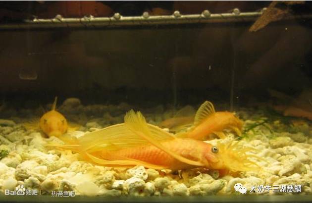 十六.虎皮鱼分公母方法