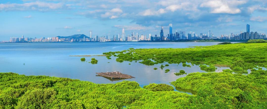 福田红树林国际重要湿地。图源：国家林业和草原局