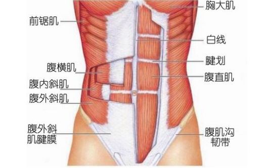 腹肌的不同位置该如何虐？6张图解告诉你