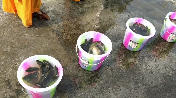 放生的功德和福报巨大，但不可胡乱放生！