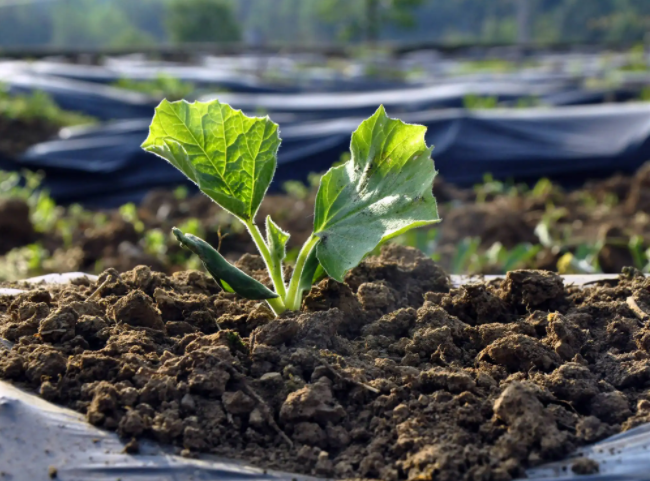 葫芦种植的土壤要求_葫芦选栽种日常土种养护方法_葫芦种植时间和方法