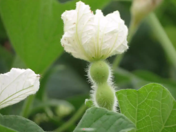 葫芦种植的土壤要求_葫芦选栽种日常土种养护方法_葫芦种植时间和方法